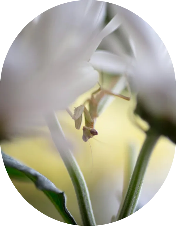 Fijacion